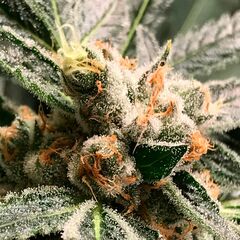 Dark Kush Auto, Фасовка: 3+3